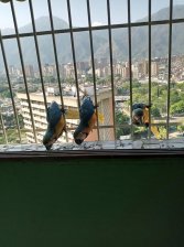 Apartamento en Venta en Macaracuay Macaracuay, Distrito Federal