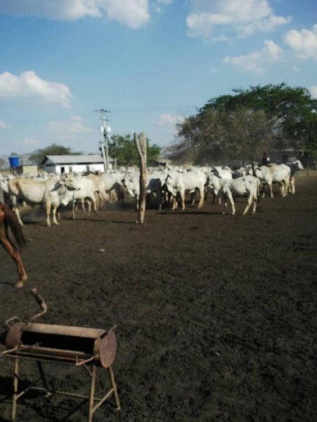 Hacienda en Venta en Caño Negro El Baúl, Cojedes