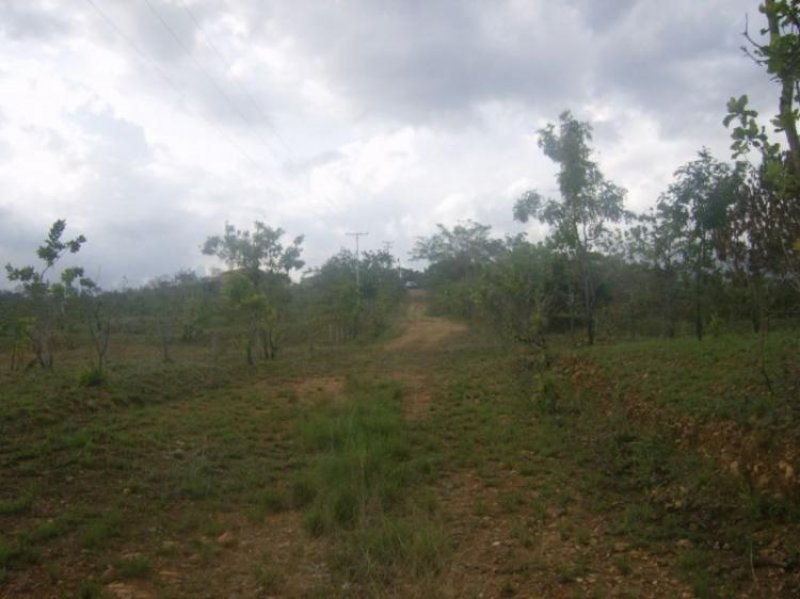 Foto Terreno en Venta en Sabana del Medio, Valencia, Carabobo - BsF 4.900.000 - TEV47918 - BienesOnLine