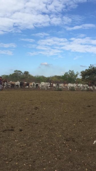 Agropecuaria en Venta 11.045 Ha, Calabozo, Edo. Guárico ideal Para Cría de Búfalos, ENERO 2025