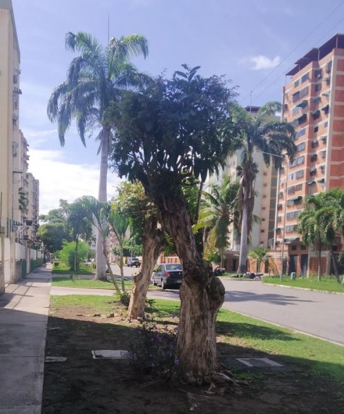 Apartamento en Alquiler en  Maracay, Aragua