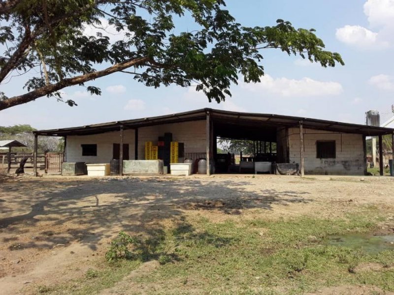 Foto Finca en Venta en Guanarito, Portuguesa - 1 hectareas - FIV115052 - BienesOnLine