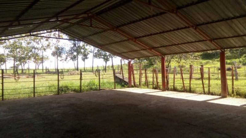 Foto Finca en Venta en Barinas, Barinas - 25 hectareas - U$D 45.000 - FIV128475 - BienesOnLine