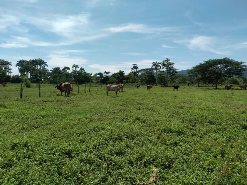 EDIFICA GRUPO INMOBILIARIO Vende Finca Ganadera en Yaracal, Edo. Falcon