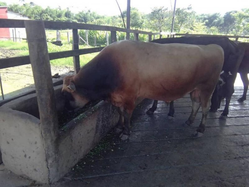 Finca en Venta en Abejales Abejales, Táchira