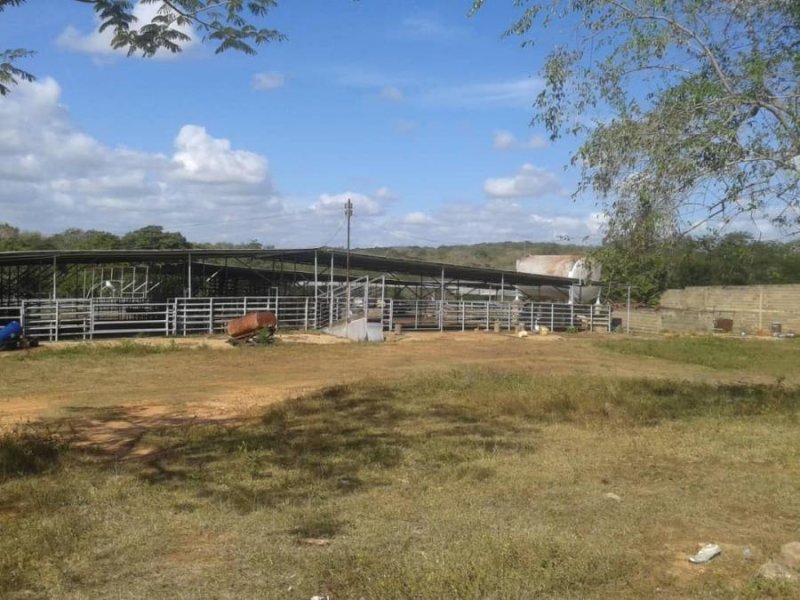 Finca en Venta en MUN. LIBERTAD Libertad, Anzoátegui