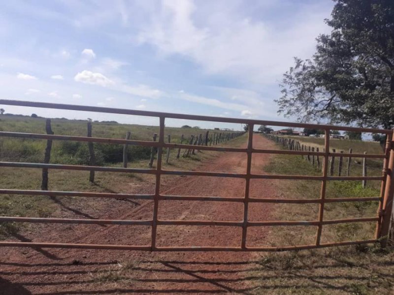 Foto Finca en Venta en @phagrovzla, 1.250 Ha, Pista de Aterrizaje, 400 Ha de Pasto, Cojedes - 1250 hectareas - U$D 1.100.000 - FIV169874 - BienesOnLine