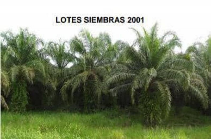 Foto Finca en Venta en @phagrovzla, Cultivos 90% Palma Africana en Producción, Zulia - 2478 hectareas - U$D 5.000.000 - FIV169745 - BienesOnLine