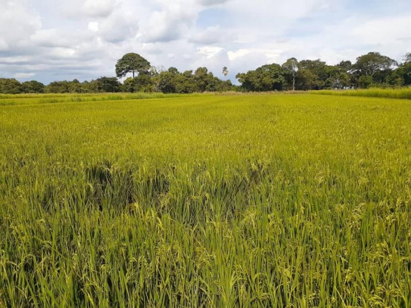 Finca en Venta en @phagrovzla FINCA 254 HA, NIVELADAS PARA ARROZ Y MAÍZ, Cojedes