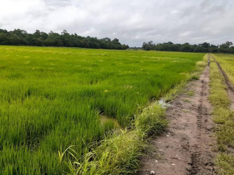 Finca 254 Hectáreas, Niveladas con Laser para Arroz de Riego, Maíz y Caña, MARZO 2025