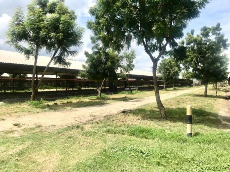 Finca en Venta en @phagrovzla Granja de Pollos Automatizada, 780 mil $, Carabobo