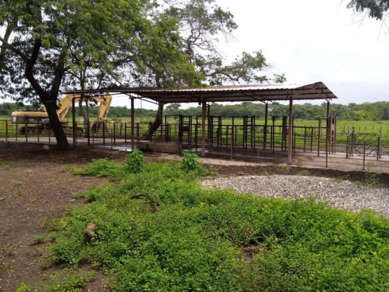 Finca 4.000 Hectáreas Planas Cojedes, Excelente para Agricultura y Ganadería, ENERO 2025