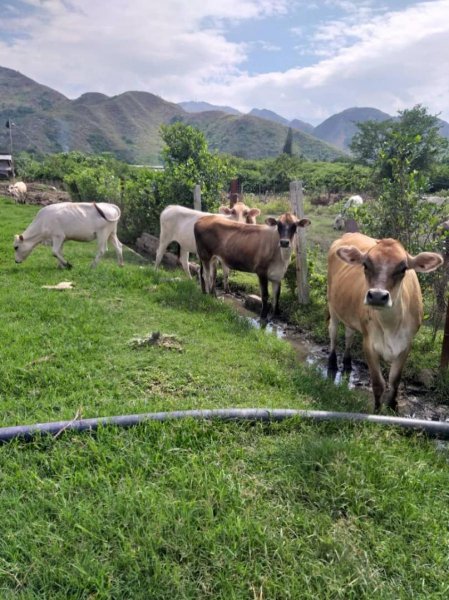 Finca 5 Hectáreas, Aragua, Turmero Guayabita,  ENERO 2025