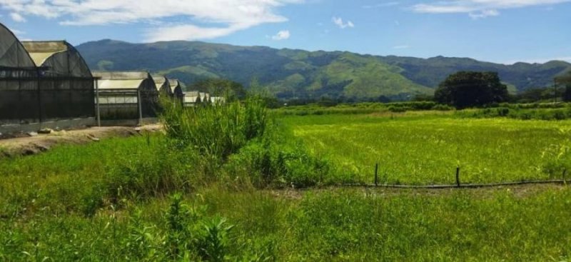 Finca en Venta en San Carlos San Carlos, Cojedes