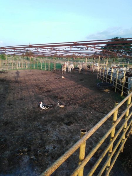 FINCA AGRÍCOLA Y GANADERA DE 310 HECTÁREAS EN EL ESTADO GUARICO, CAMAGUAN, VENEZUELA