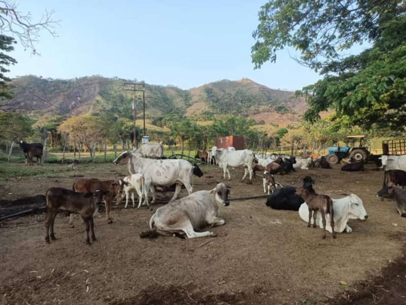 Finca en Venta en  Tinaquillo, Cojedes