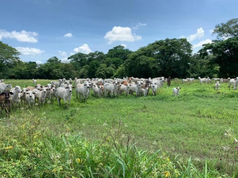 Finca en Venta en Ospino Ospino, Portuguesa