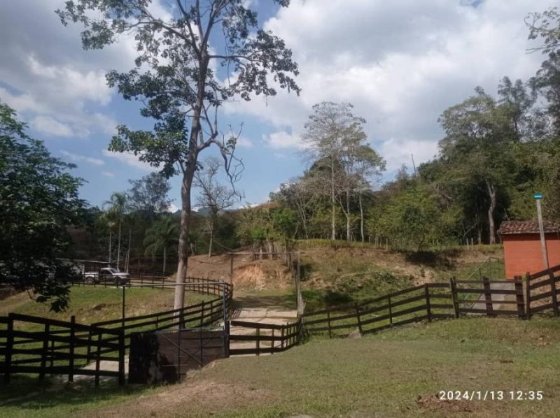 Foto Finca en Venta en MUNICIPIO MIRANDA, PARAMOS DEL MUNICIPIO MIRANDA EDO CARABOBO, Carabobo - 45 hectareas - U$D 80.000 - FIV229080 - BienesOnLine