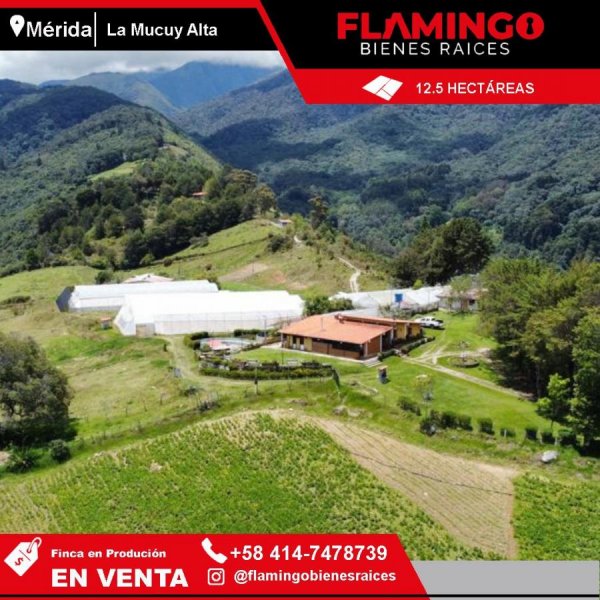 Foto Finca en Venta en Tabay, Mérida - 12 hectareas - U$D 300.000 - FIV231117 - BienesOnLine