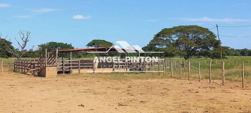 Hacienda en Venta en  Mene de Mauroa, Falcón