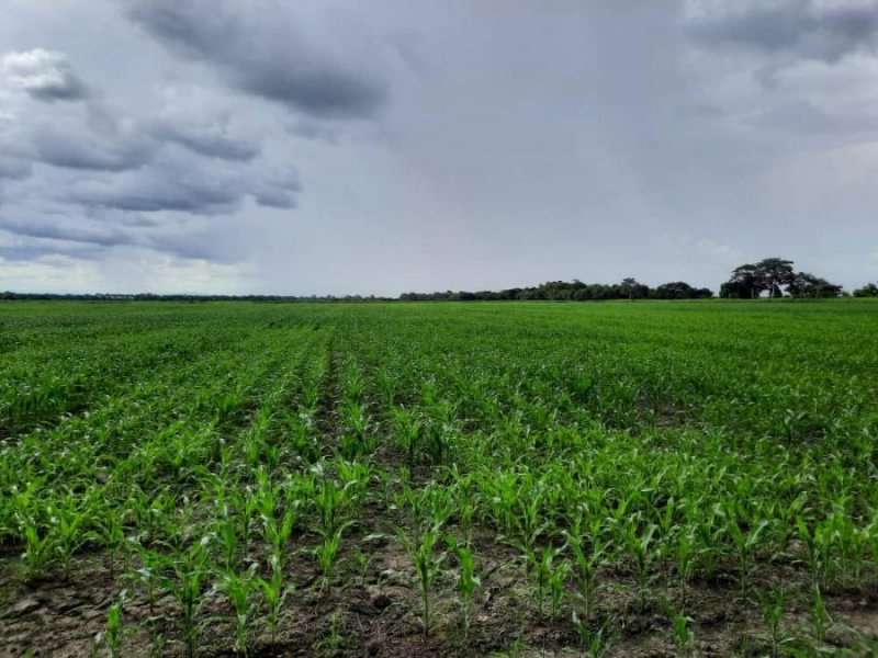 Finca en Venta en @phagrovzla Finca Nivelada para Arroz, Maíz y Caña, Portuguesa