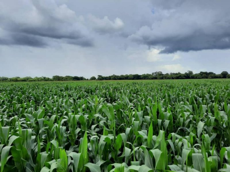 Finca en Venta en @phagrovzla Finca Nivelada para Arroz, Maíz y Caña, Portuguesa