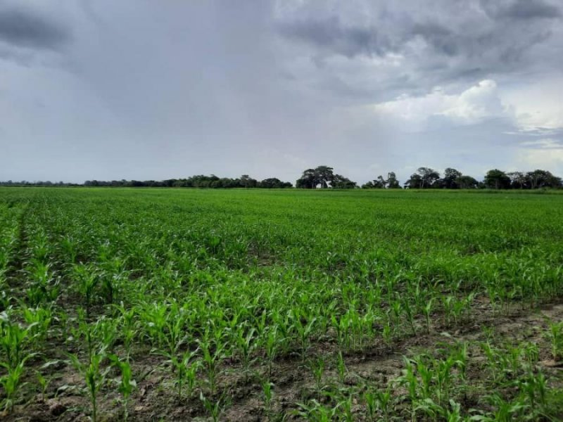 Finca en Venta en @phagrovzla Finca Nivelada para Arroz, Maíz y Caña, Portuguesa