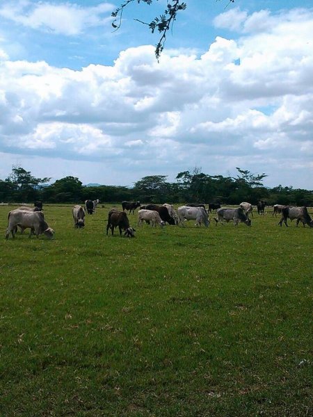 Finca en Venta en  Quíbor, Lara