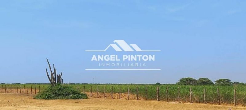 FINCA VENTA MENE MAUROA EDO FALCON API 0109 JANETTE PEREZ
