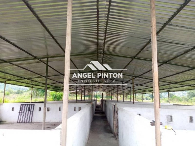 FINCA VENTA MUNICIPIO ANDRES BELLO TRUJILLO API 9889