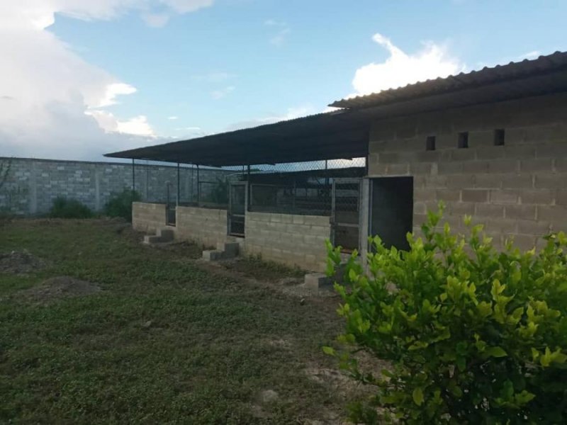 FINCA VILLA DE CURA EDO. ARAGUA, SECTOR TAMBORON LUISA MEZONES VENDE