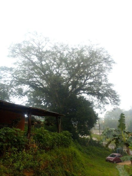 Finca en Venta en gran  mariscal los altos de sucre, Sucre