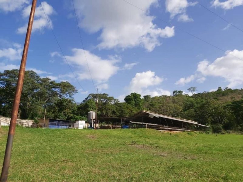 Foto Finca en Venta en CARLOS ARVELO, Güigüe, Carabobo - 8 hectareas - U$D 48.000 - FIV144117 - BienesOnLine