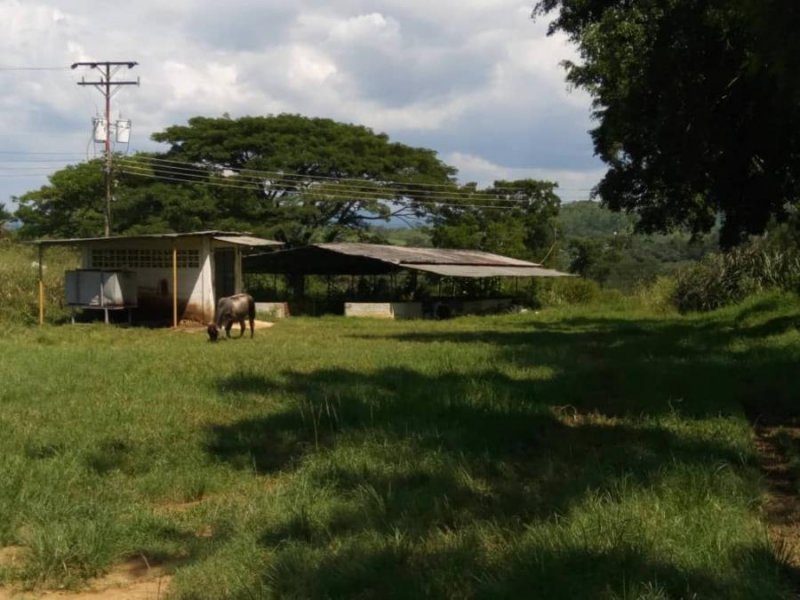 Hacienda en Venta en  Tinaquillo, Cojedes