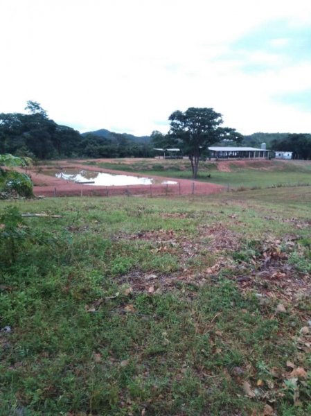 Foto Finca en Venta en @phagrovzla, GRANJA PORCINA EN VENTA, COJEDES, Cojedes - 145 hectareas - U$D 420.000 - FIV207285 - BienesOnLine