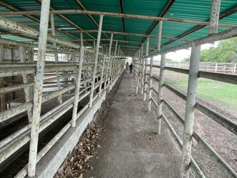 Foto Finca en Venta en @phagrovzla, 4.000 Hectáreas Planas, Agricultura y Ganadería, Cojedes - 4000 hectareas - U$D 2.500.000 - FIV208128 - BienesOnLine