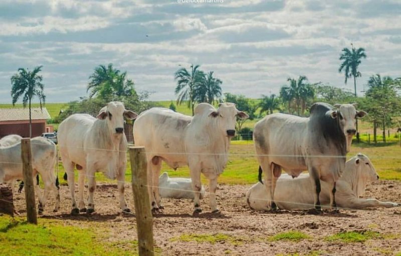 Hato en Venta 13.800 Hectáreas con 2.600 Reses en Producción, Apure, ENERO 2025