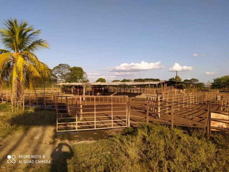 Finca en Venta en @phagrovzla Acarigua, Portuguesa