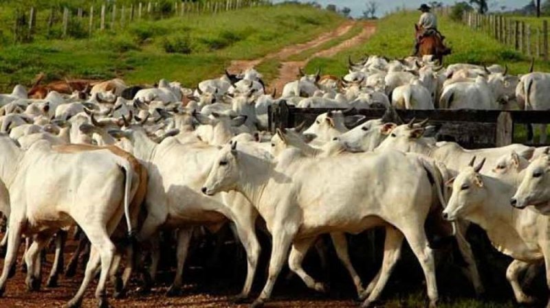 Finca en Venta en @phagrovzla Santa Barbara de Barinas, Barinas