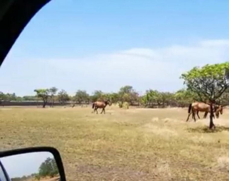 Foto Finca en Venta en @phagrovzla, Agropecuaria 100% en Producción, Guárico - U$D 3.500.000 - FIV133969 - BienesOnLine