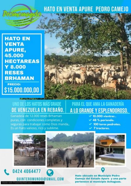 Hato en venta en Achaguas Estado Apure: 45 mil hectáreas y más de 8.000 reses.