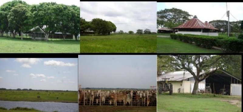 Finca en Venta en Elorza Totumito, Apure