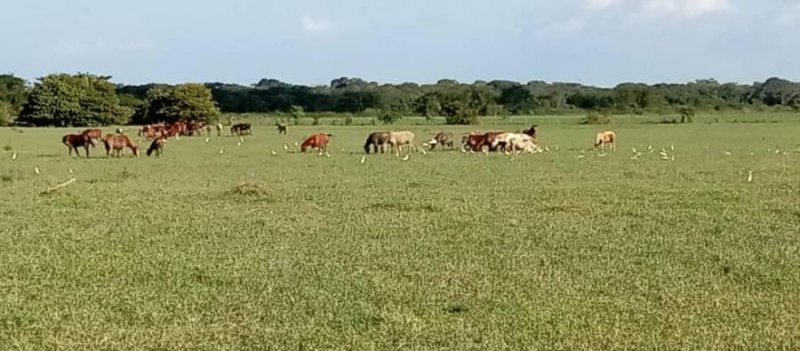 Finca en Venta en El Baúl Cojedes El Baúl, Cojedes