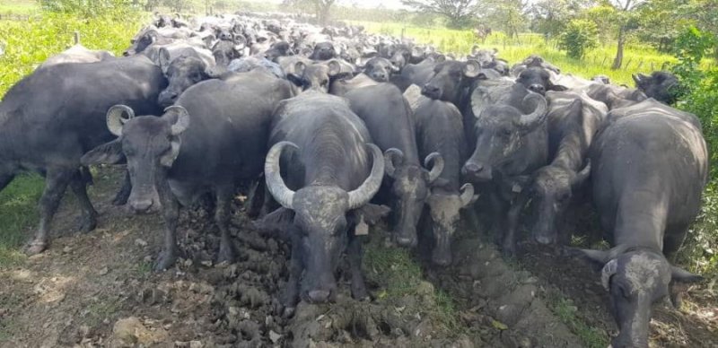 Finca en Venta en EL SAMÁN EL SAMÁN, Apure