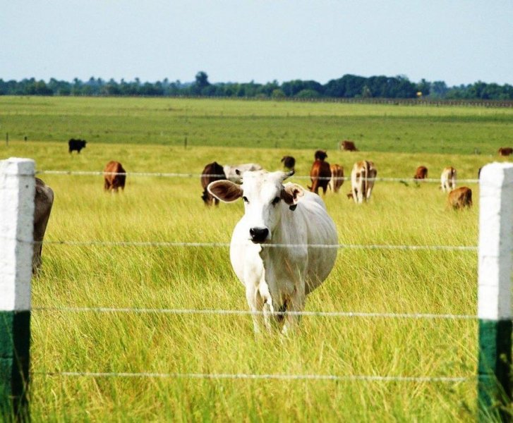 HATO ESPECTACULAR DE LUJO EN VENTA  3.500 HA - SAN SILVESTRE  BARINAS, 2025