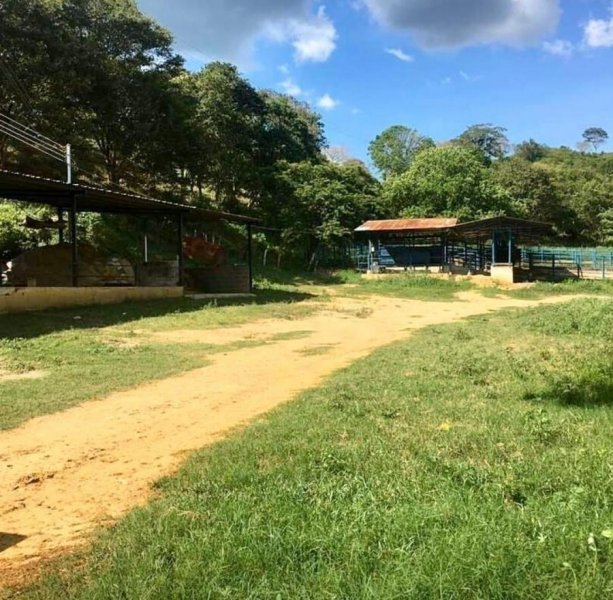 Foto Finca en Venta en NIRGUA, Nirgua, Yaracuy - 784 hectareas - U$D 450.000 - FIV143439 - BienesOnLine