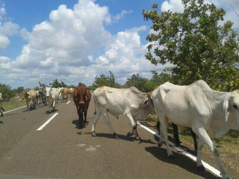 Se Vende Hato 100%  Producción  40.000 Ha, Achaguas, Estado Apure,  MARZO 2025