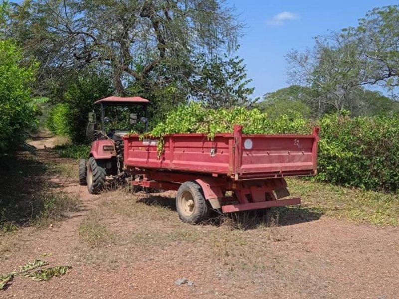 Se Vende 106 Ha, para siembra y ganadería, casa, cochinera, corral, semovientes, MARZO 2025