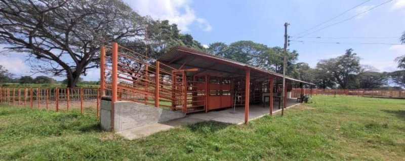 Foto Finca en Venta en Inmobiliaria Agroindustrial, 1.361 Hectáreas A Puerta Cerrada, Barinas - 1361 hectareas - U$D 3.000.000 - FIV237096 - BienesOnLine