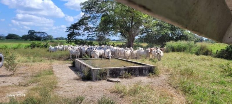 Foto Finca en Venta en Inmobiliaria Agroindustrial, 1.361 Hectáreas A Puerta Cerrada, Barinas - 1361 hectareas - U$D 3.000.000 - FIV237098 - BienesOnLine